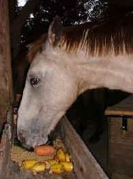 horse food in the tropical rainforest