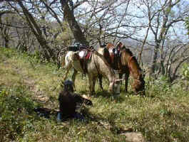 horseback riding rest 