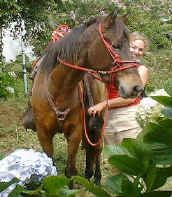Horseback riding guide Phillie in Monteverde