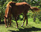 chispa horse in Monteverde