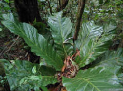 Tabacon plant Costa Rica