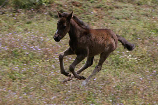our best foal ever in Monteverde Costa Rica