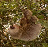 lucky day in Monteverde Costa Rica - sloth in nature