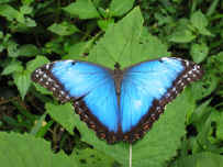 Blue Morpho in Monteverde