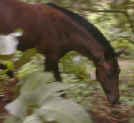 horse colt india