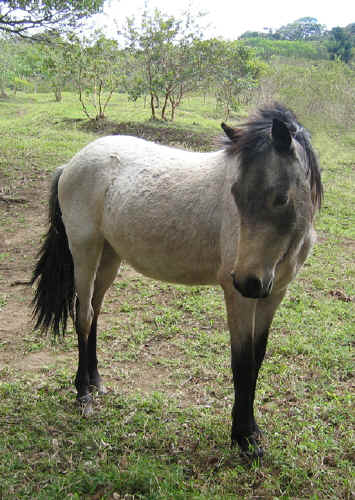 baby pony Pitufa 1